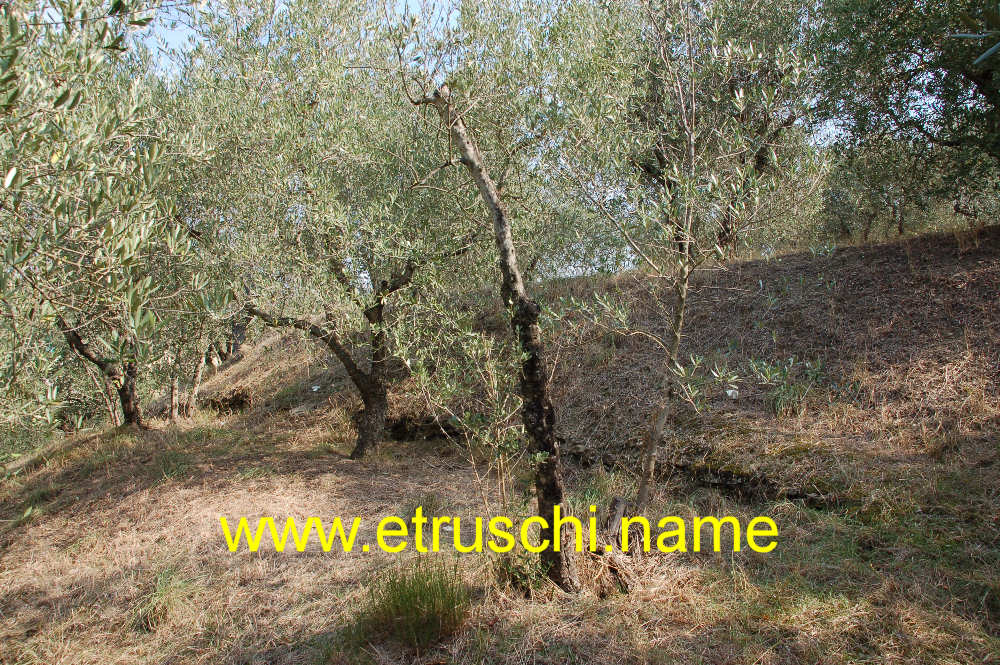 La collina che ricopre il Melone di Camucia