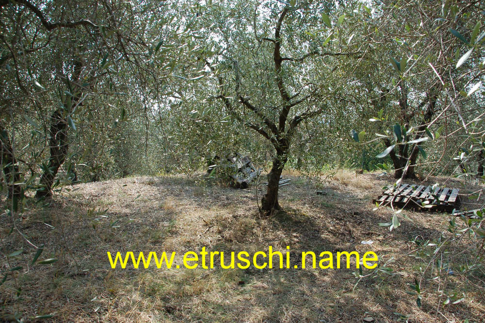 Melone di Camucia