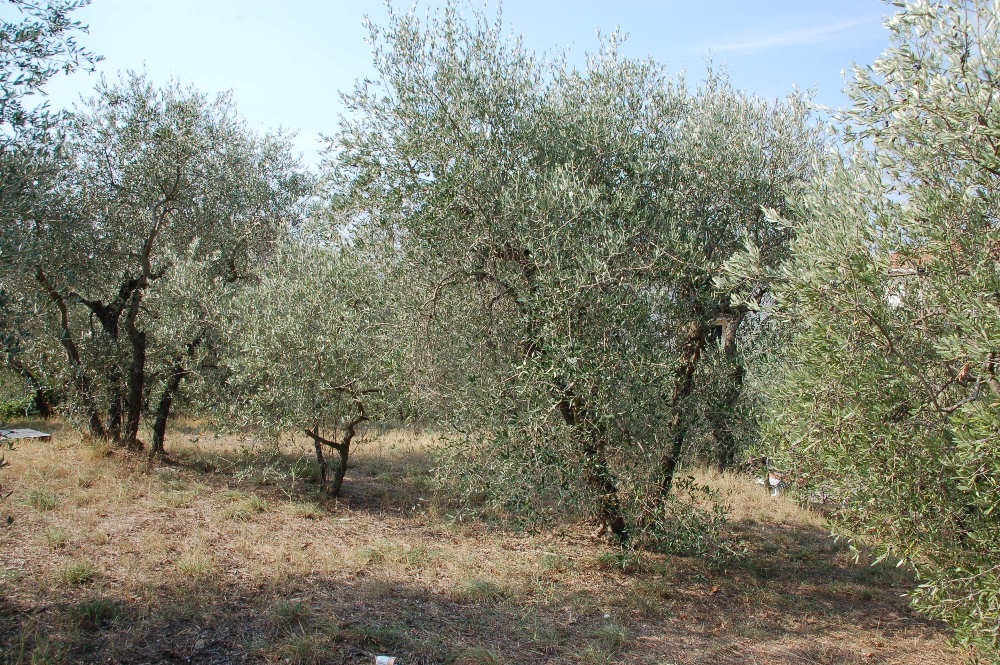 Melone di Camucia