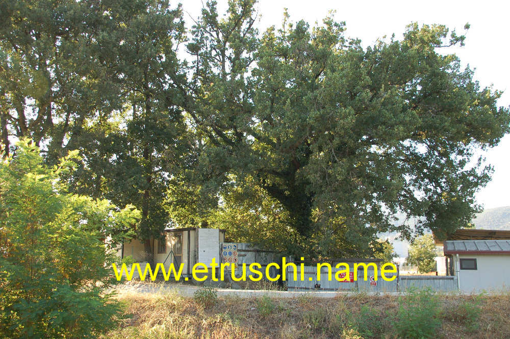 Melone I del Sodo
