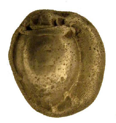 Aegina Stater Turtle