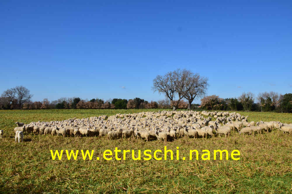 cani e pecore a Musarna