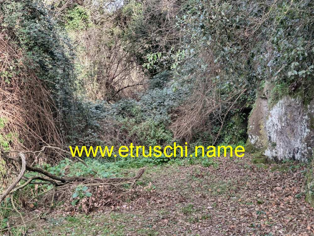 il muro di rovi