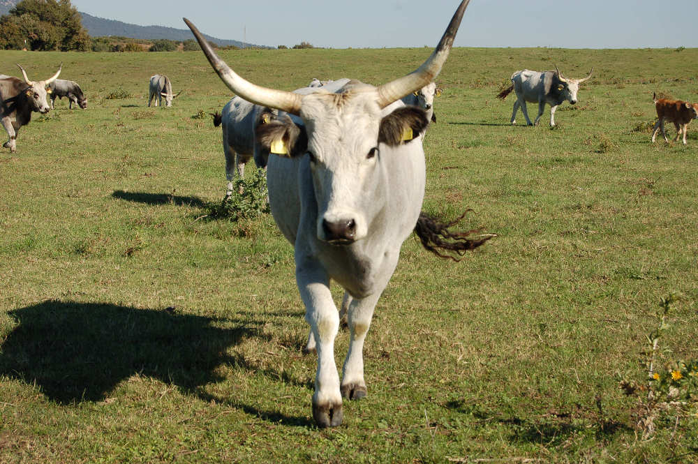 Vulci - Mucche maremmane