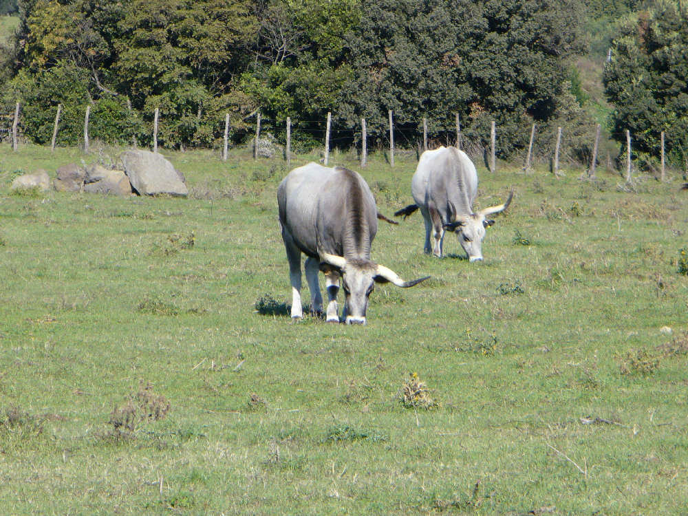 Vulci - Mucche maremmane