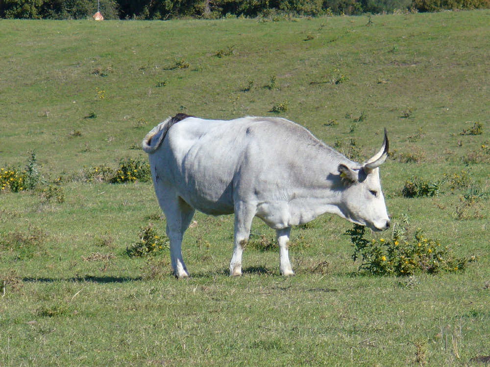 Vulci - Mucche maremmane