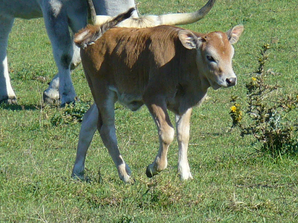 Vulci - Mucche maremmane