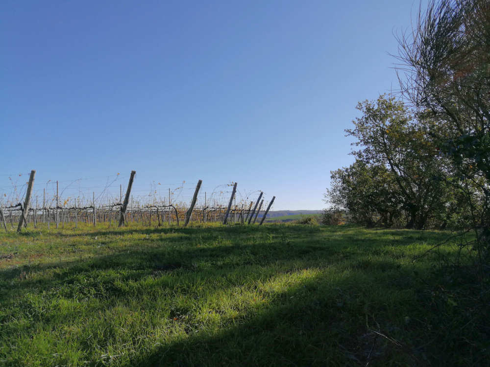le vigne