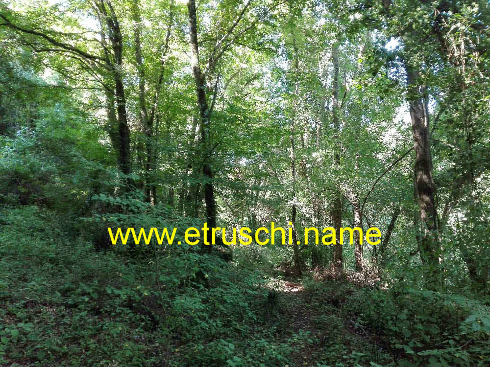 Il sotto bosco