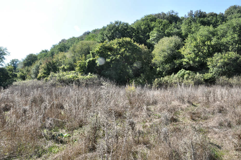 la radura